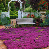 300 Pink Creeping Thyme Seeds for Planting, Live Starter Plant