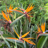 2 Orange Bird of Paradise Plants Live, Orange Flower, 4-6 Inch Tall
