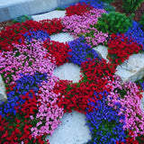2000 Red Creeping Thyme Garden Seeds, Starter Plant