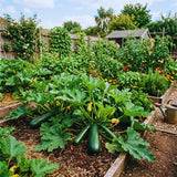 2 Green Zucchini Live Plants, Vegetable Seedling, 4-8 Inch Tall