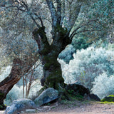 Arbequina Olive Tree Plant Live, Fruit Tree, 4-6 Inch Tall