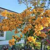Set 2 Gold Bougainvillea Live Plant 5-7 Inch Tall
