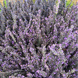 2 Phenominal Lavender Plants Live, Starter Plant, 4-7 Inch Tall