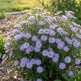 Lilac Blue Aster Live Plant, Aster Plant 3-5 Inch Tall, Purple Blue Flower