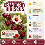 2 Cranberry Hibiscus Plants Live, Hardy Hibiscus Flowers, 4-6 Inch Tall