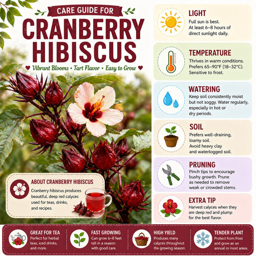 2 Cranberry Hibiscus Plants Live, Hardy Hibiscus Flowers, 4-6 Inch Tall