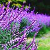 3 Purple Live Sage Plants, 5 Inch Tall