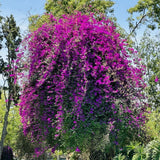 Set 2 Dark Purple Bougainvillea Live Plant 5-7 Inch Tall