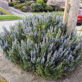 Rosemary Live Plant, Kitchen Herb Garden Plant, 4 Inch Pot