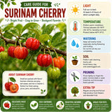Cherry Fruit Live Tree, Ready to Grow Plant, 4-6 Inch Tall