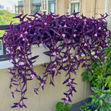 2 Purple Live Wandering Jew Plants, Tropical Houseplant, 4-8 Inch Tall