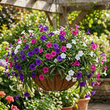 6 Mixed Petunia Live Plants, Hardy Garden Plant, 5-7 Inch Tall
