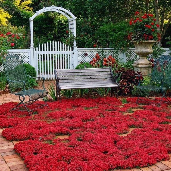 2000 Heirloom Red Creeping Thyme Seeds, Starter Plant