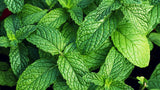 6 Mixed Mint Herb Live Plants, 4-6 Inch Tall