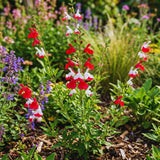 3 Red White Sage Plants Live, 5 Inch Tall