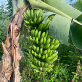 Grand Nain Banana Live Plant, 4-6 Inch Tall Dwarf Banana Tree