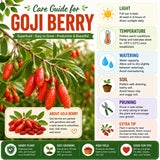 2 Goji Berry Plants, Sweet Edible Fruit, 4-6 Inch Tall