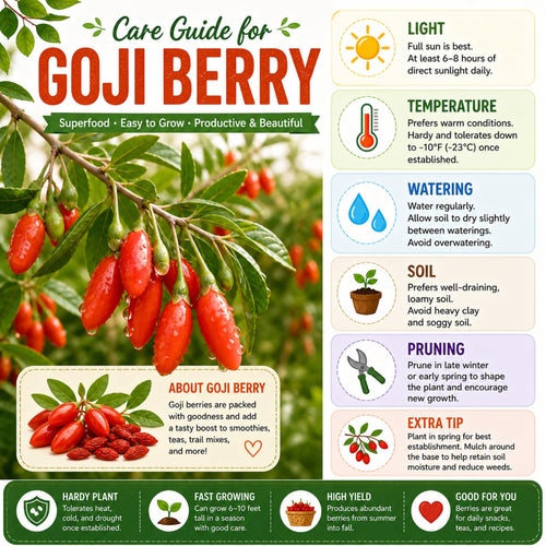 2 Goji Berry Plants, Sweet Edible Fruit, 4-6 Inch Tall