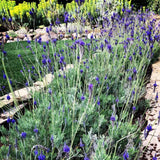 2 Purple Lavender Plants, Lavender Plants Live, 4-8 Inch Tall