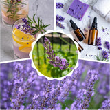 2 Phenominal Lavender Plants Live, Starter Plant, 4-7 Inch Tall