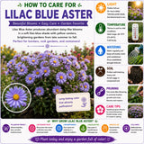 Lilac Aster Plant, Live Blue Aster Perennial Plant, 3-5'' Tall