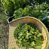 2 Mojito Mint Herb Live Plants, 4-5 Inch Tall