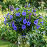 6 Blue Live Petunia Plants, Ready to Grow Plant, 5-7 Inch Tall