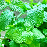 6 Spearmint Herb Live Plants, Herb Plant, 3-6 Inch Tall