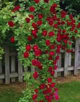 Small Light Pink Climbing Rose Live Plant, Rose Bush 4-7 Inches in Tall