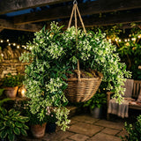 2 Jasmine Plants Live, Live Starter Plant, 5-9 Inch Tall