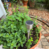 2 Live Strawberry Mint Plants, Herb Plant, 4-5 Inch Tall