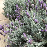 2 Purple Live Lavender Plants, Garden Plant, 4-7 Inch Tall