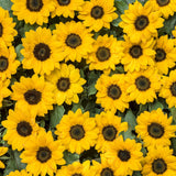 3 Yellow Sunflower Live Plants Seedling, 3-5 Inch Tall in Pot