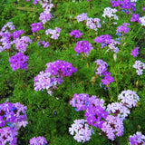 3 Purple Verbena Live Plants