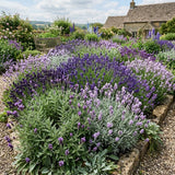 2 Mixed Lavender Plants Live, Patio Container Herb, 4-6 Inch Tall