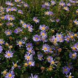 Lilac Blue Aster Live Plant, Aster Plant 3-5 Inch Tall, Purple Blue Flower