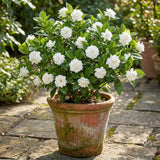 Jasmine Vine Live Plant, Flower Vine, 8-10 Inch Tall, 3.5 Inch Pot