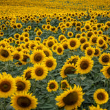 2 Yellow Sunflower Plants Live, Outdoor Garden Flowers, 3-5 Inch Tall