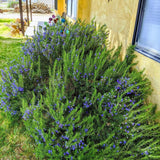 3 Rosemary Plants, Fragrant Herbs, Live Starter Plant, 4-6 Inch Tall