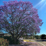Purple Jacaranda Tree Live Plant, 4-6 Inch Tall, 4 Inch Pot