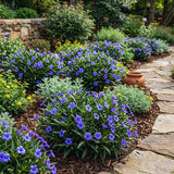 6 Blue Live Petunia Plants, Ready to Grow Plant, 5-7 Inch Tall