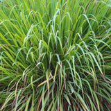 600 Lemongrass Seeds for Planting, Starter Plant