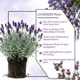 2 Creek Live Lavender Plants, Live Starter Plant, 4-7 Inch Tall