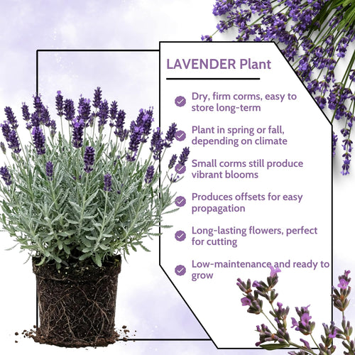 2 Creek Live Lavender Plants, Live Starter Plant, 4-7 Inch Tall