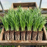 2 Set 3 Chive Roots, Heirloom Chives Herb, Fresh Herb Garden Roots