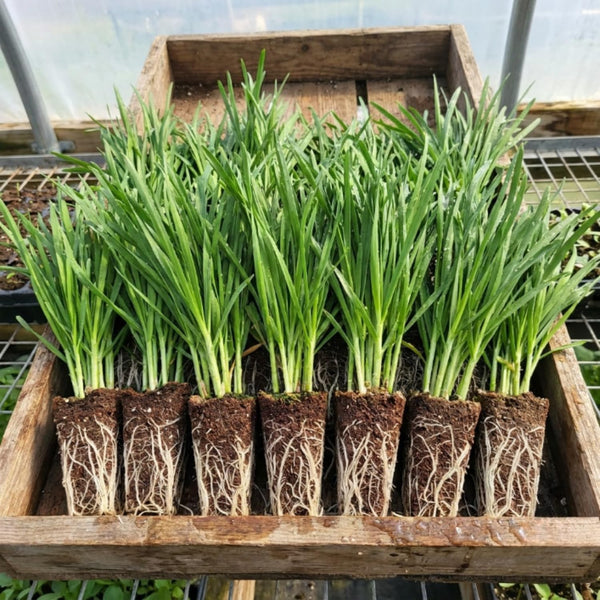 2 Set 3 Chive Roots, Heirloom Chives Herb, Fresh Herb Garden Roots