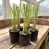 5 Live Lemongrass Plants, Home Garden Plant, 4-6 Inch Tall