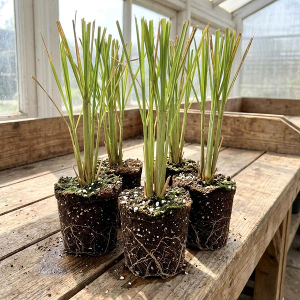 5 Live Lemongrass Plants, Home Garden Plant, 4-6 Inch Tall