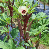 2 Red Okra Plants Live, Backyard Garden Seedling, 5 Inch Tall