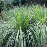 3 Pack Lemongrass Plants Live 4 to 7 Inc Tall